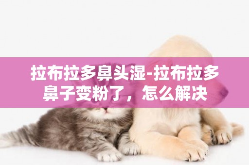 拉布拉多鼻頭濕-拉布拉多鼻子變粉了，怎么解決