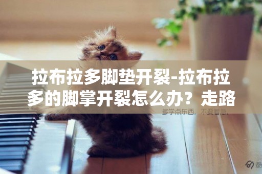 拉布拉多腳墊開裂-拉布拉多的腳掌開裂怎么辦？走路有些痛