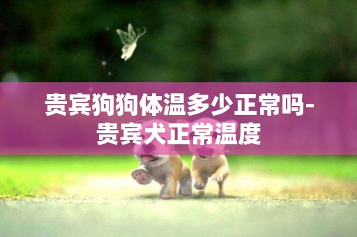 貴賓狗狗體溫多少正常嗎-貴賓犬正常溫度