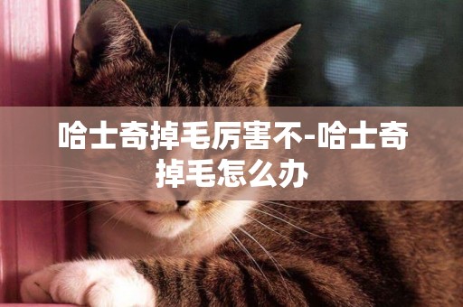 哈士奇掉毛厲害不-哈士奇掉毛怎么辦