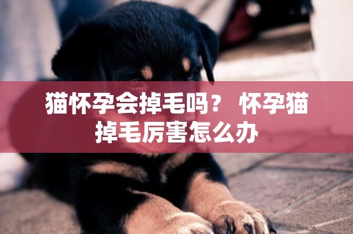 貓懷孕會掉毛嗎？ 懷孕貓掉毛厲害怎么辦