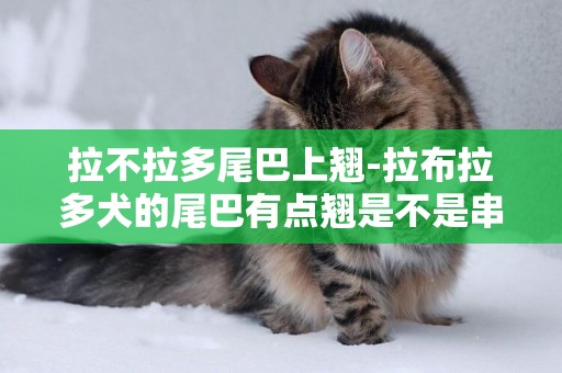 拉不拉多尾巴上翹-拉布拉多犬的尾巴有點翹是不是串的？