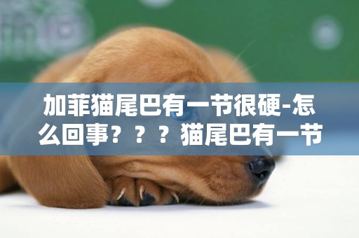 加菲貓尾巴有一節很硬-怎么回事？？？貓尾巴有一節硬塊，貓尾巴后面有個硬結