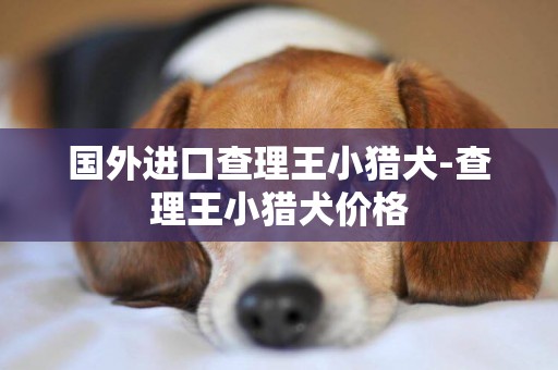 國外進口查理王小獵犬-查理王小獵犬價格