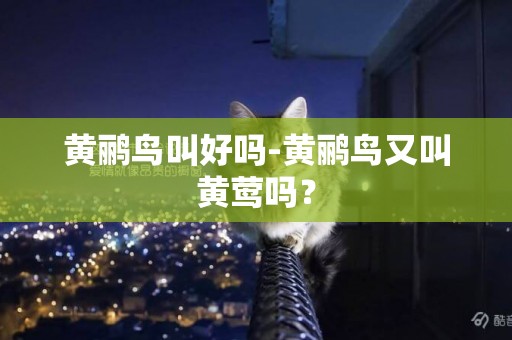 黃鸝鳥叫好嗎-黃鸝鳥又叫黃鶯嗎？