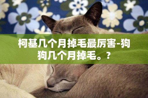 柯基幾個月掉毛最厲害-狗狗幾個月掉毛。?