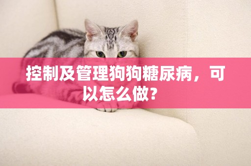 控制及管理狗狗糖尿病，可以怎么做？ 