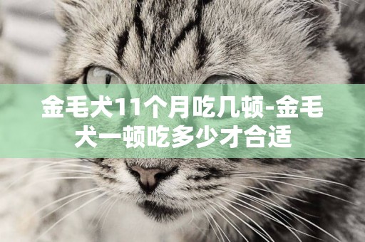 金毛犬11個月吃幾頓-金毛犬一頓吃多少才合適