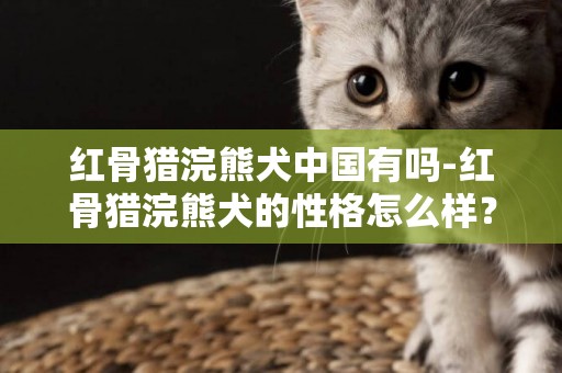 紅骨獵浣熊犬中國有嗎-紅骨獵浣熊犬的性格怎么樣？