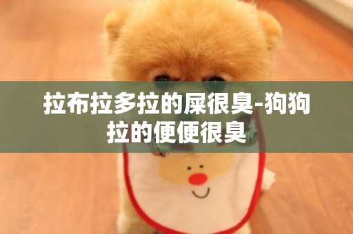 拉布拉多拉的屎很臭-狗狗拉的便便很臭