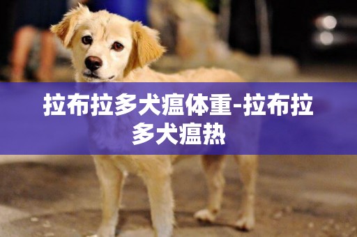 拉布拉多犬瘟體重-拉布拉多犬瘟熱