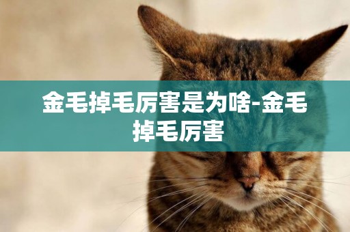 金毛掉毛厲害是為啥-金毛 掉毛厲害