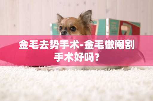 金毛去勢手術-金毛做閹割手術好嗎？