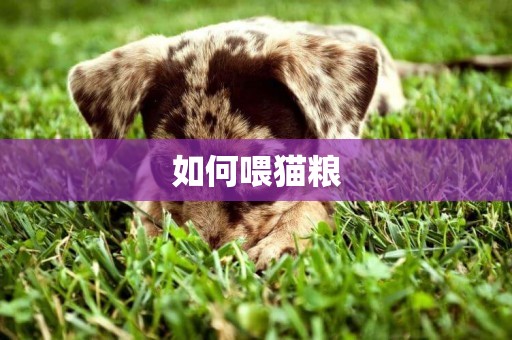 如何喂貓糧