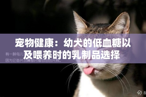 寵物健康：幼犬的低血糖以及喂養時的乳制品選擇 