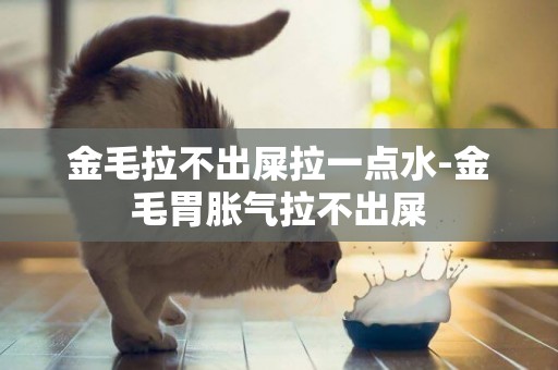 金毛拉不出屎拉一點水-金毛胃脹氣拉不出屎