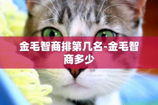 金毛智商排第幾名-金毛智商多少