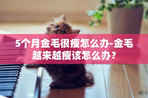 5個月金毛很瘦怎么辦-金毛越來越瘦該怎么辦？