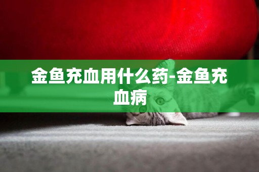 金魚充血用什么藥-金魚充血病