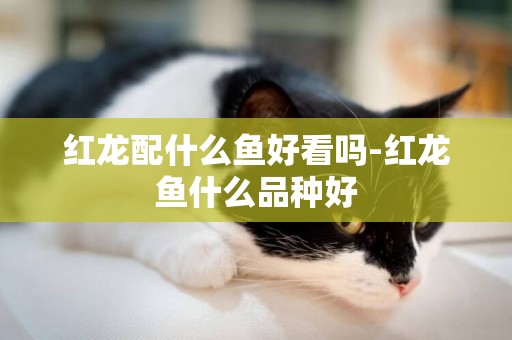 紅龍配什么魚好看嗎-紅龍魚什么品種好
