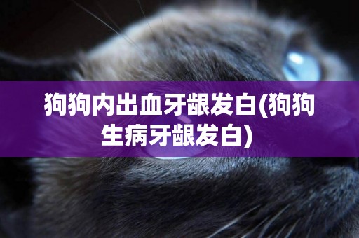狗狗內出血牙齦發白(狗狗生病牙齦發白) 
