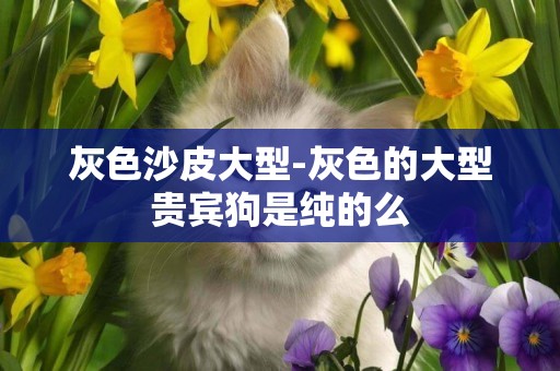 灰色沙皮大型-灰色的大型貴賓狗是純的么
