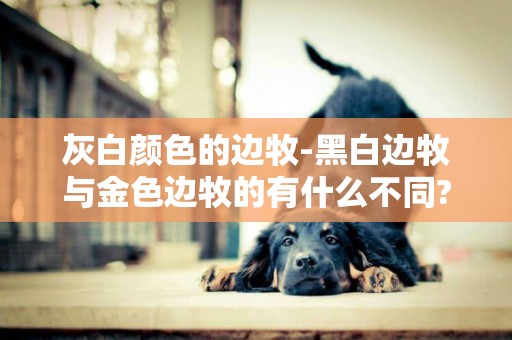 灰白顏色的邊牧-黑白邊牧與金色邊牧的有什么不同?