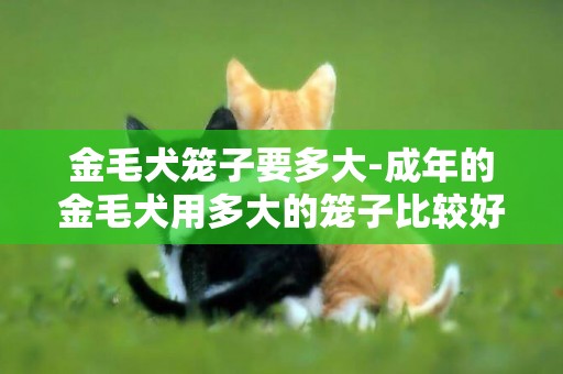 金毛犬籠子要多大-成年的金毛犬用多大的籠子比較好