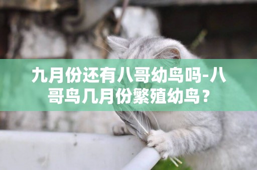 九月份還有八哥幼鳥嗎-八哥鳥幾月份繁殖幼鳥？