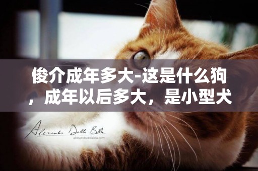 俊介成年多大-這是什么狗，成年以后多大，是小型犬嗎？