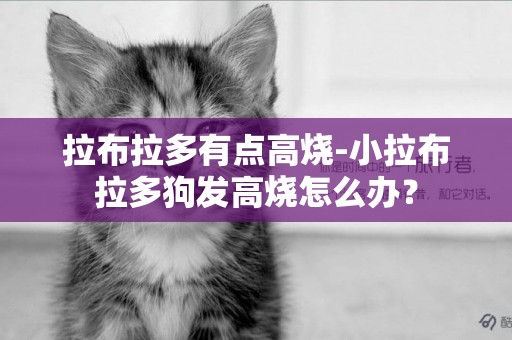 拉布拉多有點高燒-小拉布拉多狗發高燒怎么辦？