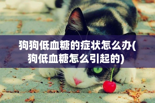 狗狗低血糖的癥狀怎么辦(狗低血糖怎么引起的) 