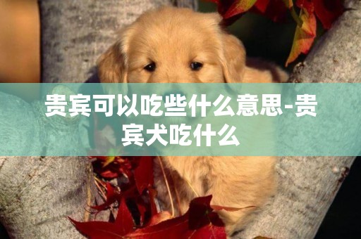 貴賓可以吃些什么意思-貴賓犬吃什么