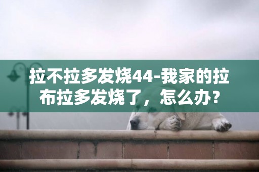 拉不拉多發燒44-我家的拉布拉多發燒了，怎么辦？