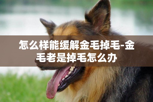 怎么樣能緩解金毛掉毛-金毛老是掉毛怎么辦