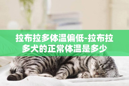 拉布拉多體溫偏低-拉布拉多犬的正常體溫是多少