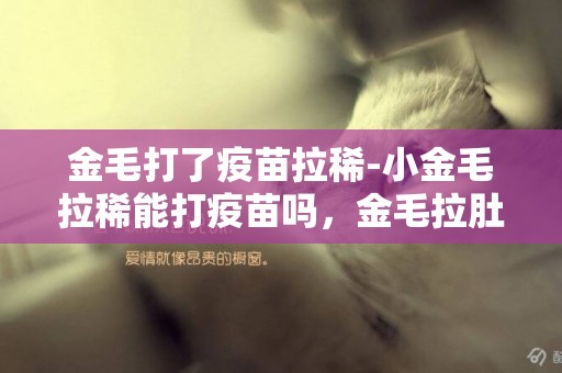 金毛打了疫苗拉稀-小金毛拉稀能打疫苗嗎，金毛拉肚子可以打疫苗嗎