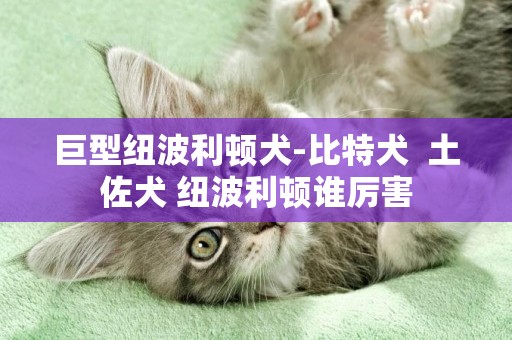 巨型紐波利頓犬-比特犬  土佐犬 紐波利頓誰厲害