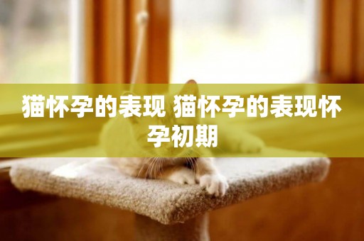 貓懷孕的表現 貓懷孕的表現懷孕初期