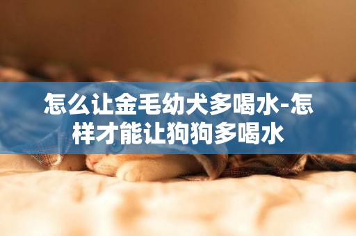 怎么讓金毛幼犬多喝水-怎樣才能讓狗狗多喝水