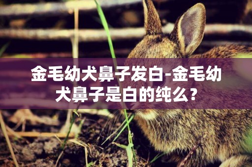 金毛幼犬鼻子發白-金毛幼犬鼻子是白的純么？