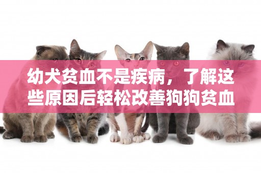 幼犬貧血不是疾病，了解這些原因后輕松改善狗狗貧血 