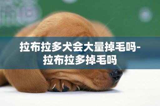拉布拉多犬會大量掉毛嗎-拉布拉多掉毛嗎