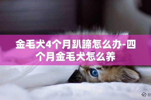 金毛犬4個月趴蹄怎么辦-四個月金毛犬怎么養