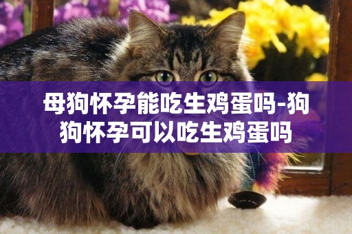 母狗懷孕能吃生雞蛋嗎-狗狗懷孕可以吃生雞蛋嗎