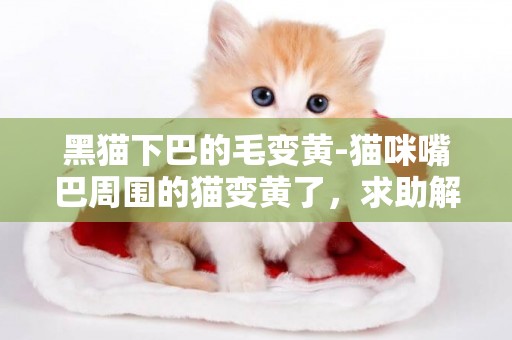 黑貓下巴的毛變黃-貓咪嘴巴周圍的貓變黃了，求助解決方法