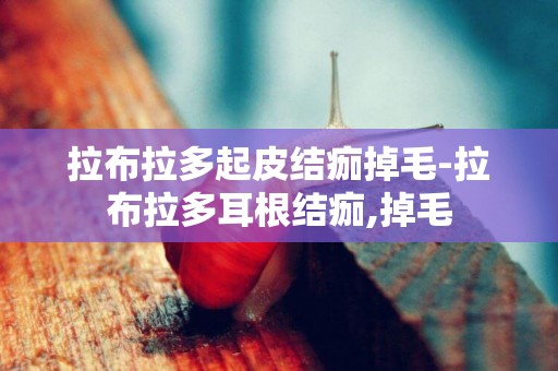 拉布拉多起皮結痂掉毛-拉布拉多耳根結痂,掉毛