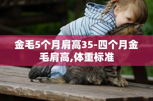 金毛5個月肩高35-四個月金毛肩高,體重標準