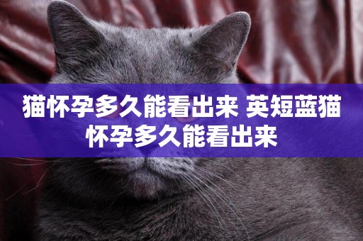 貓懷孕多久能看出來 英短藍貓懷孕多久能看出來