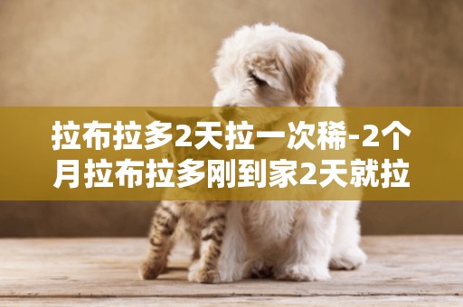 拉布拉多2天拉一次稀-2個月拉布拉多剛到家2天就拉稀了怎么治